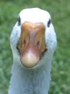 Diepholzer Gans