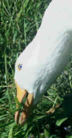 Diepholzer Gans